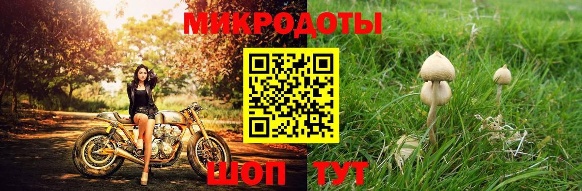 Галлюциногенные грибы Psilocybe Волгоград